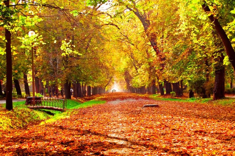 Autumn Park Path — Orange, Serene, Photograph, Trees, Leaves