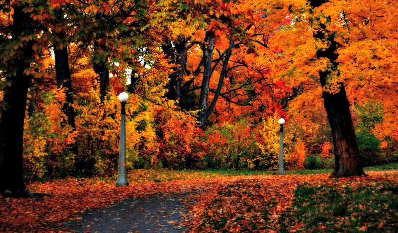 Autumn Park Path — Orange, Serene, Photograph, Trees