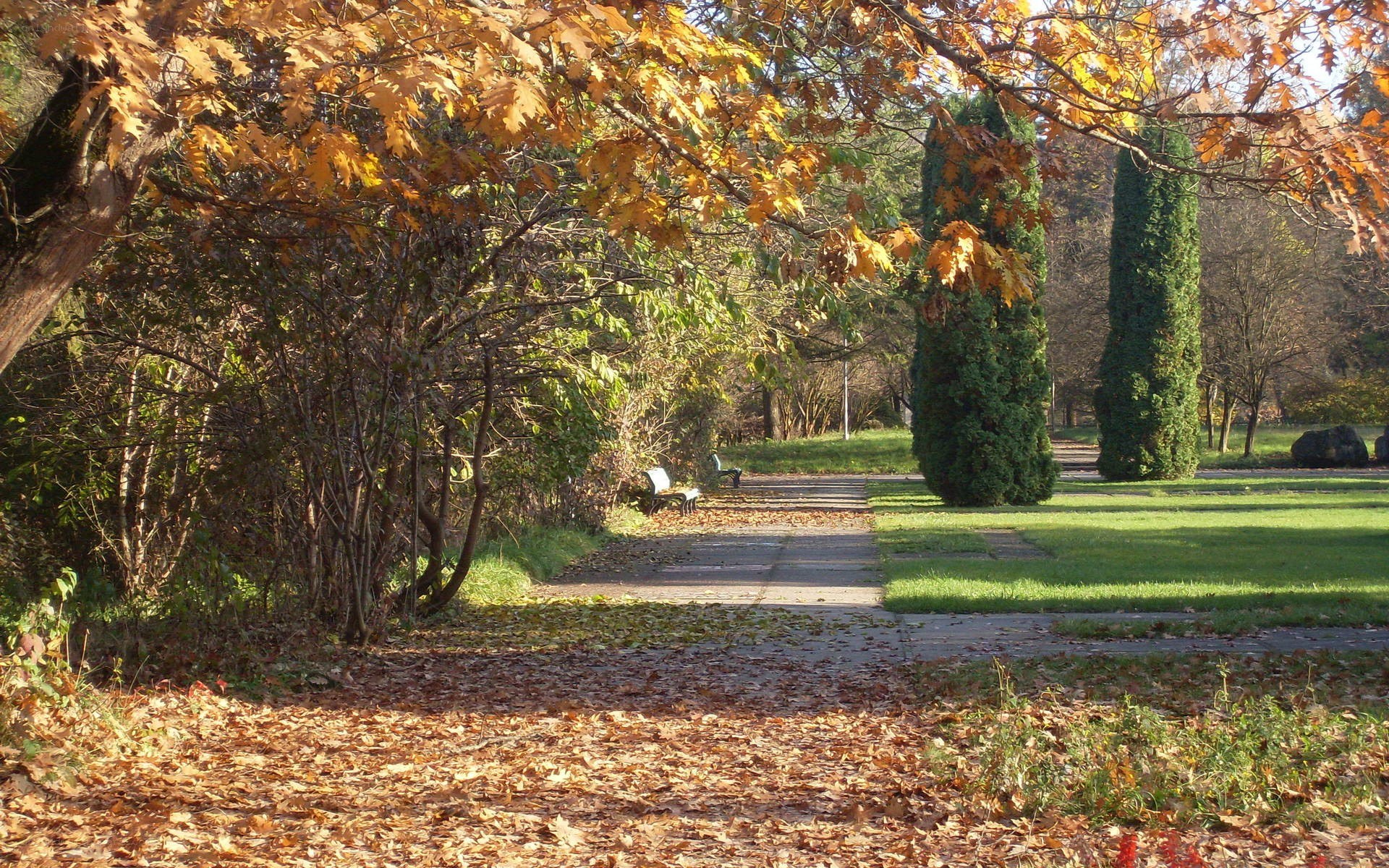 Autumn park path with fallen leaves