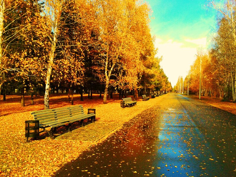 Autumn Park Path — Yellow, Serene, Photograph, Benches