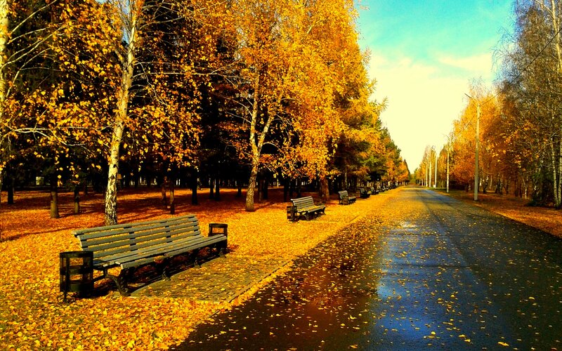 Autumn Park Path — Yellow, Serene, Photograph