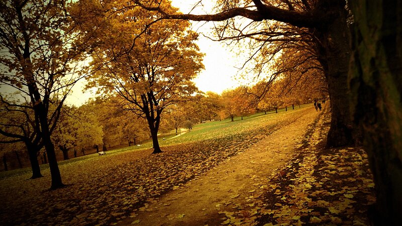 Autumn Park Path — Yellow, Serene, Photograph, Trees, Leaves, People