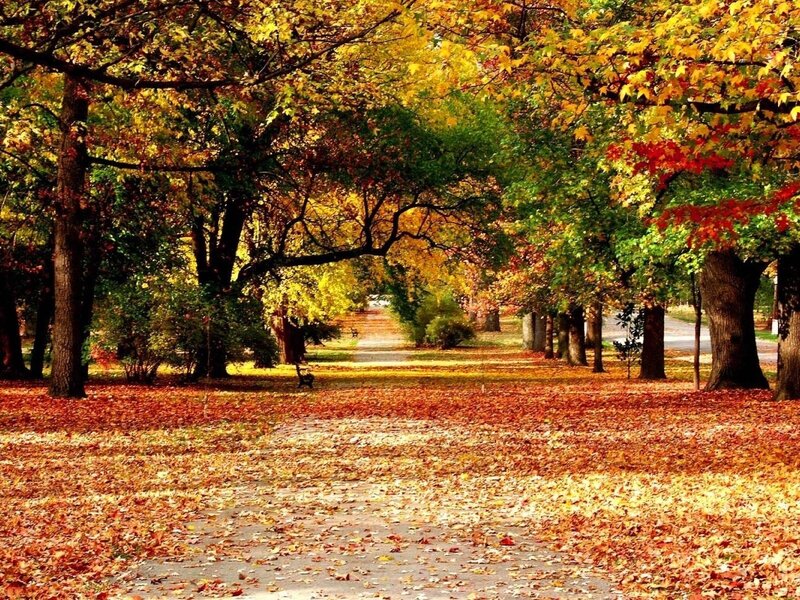 Autumn Park Path — Yellow, Serene, Photograph, Trees, Leaves