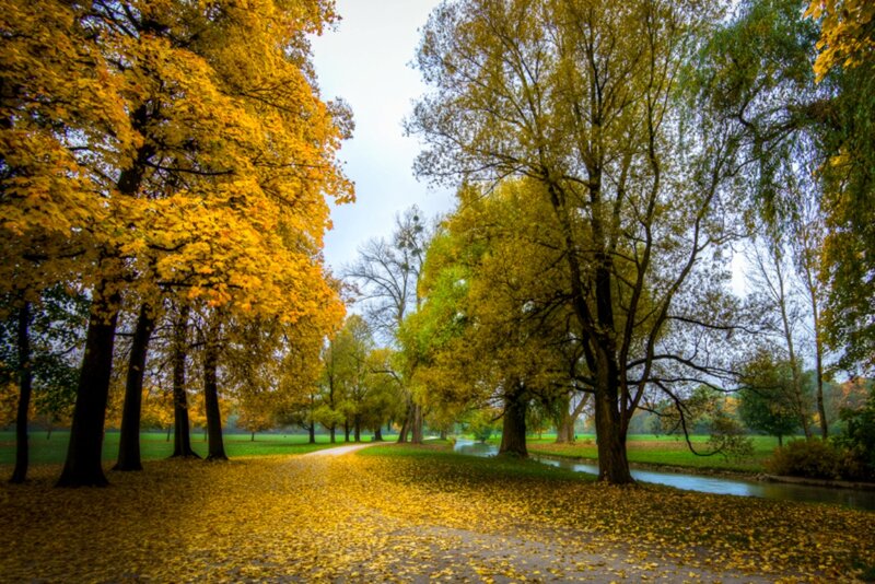 Autumn Park Path — Yellow, Serene, Photograph, Trees