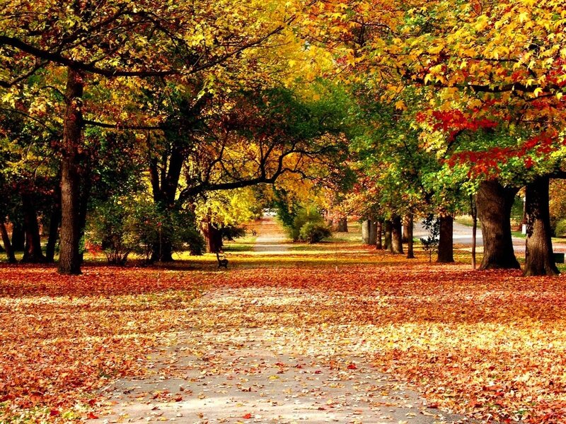 Autumn Park Path — Yellow