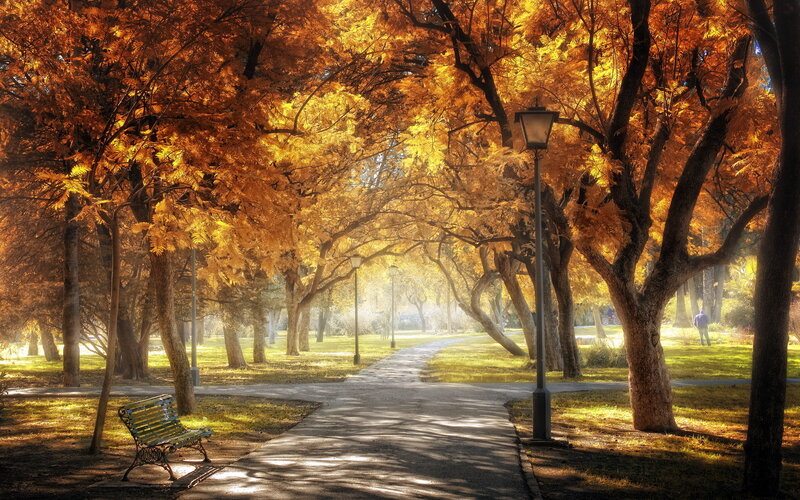 Autumn Park Pathway — Orange, Serene, Photograph, Trees, Bench