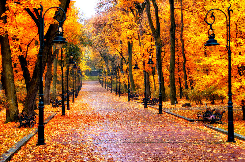 Autumn Park Pathway — Orange, Serene, Photograph, Trees, Benches