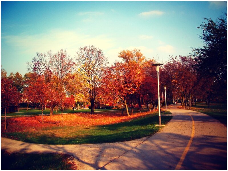 Autumn Park Pathway — Orange, Serene, Photograph, Trees