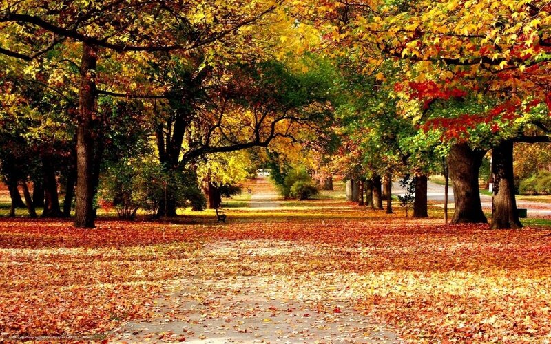 Autumn Park Pathway — Yellow, Serene, Photograph