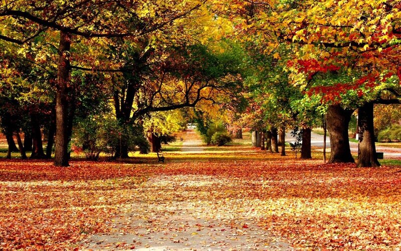 Autumn Park Pathway — Yellow, Serene, Photograph, Trees
