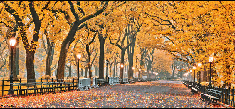 Autumn Park Pathway — Yellow, Serene