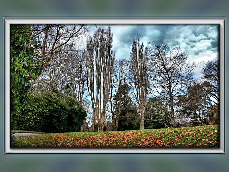 Autumn park with bare trees