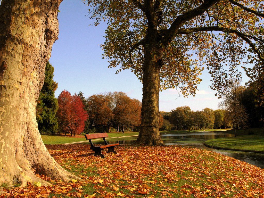Autumn park with bench