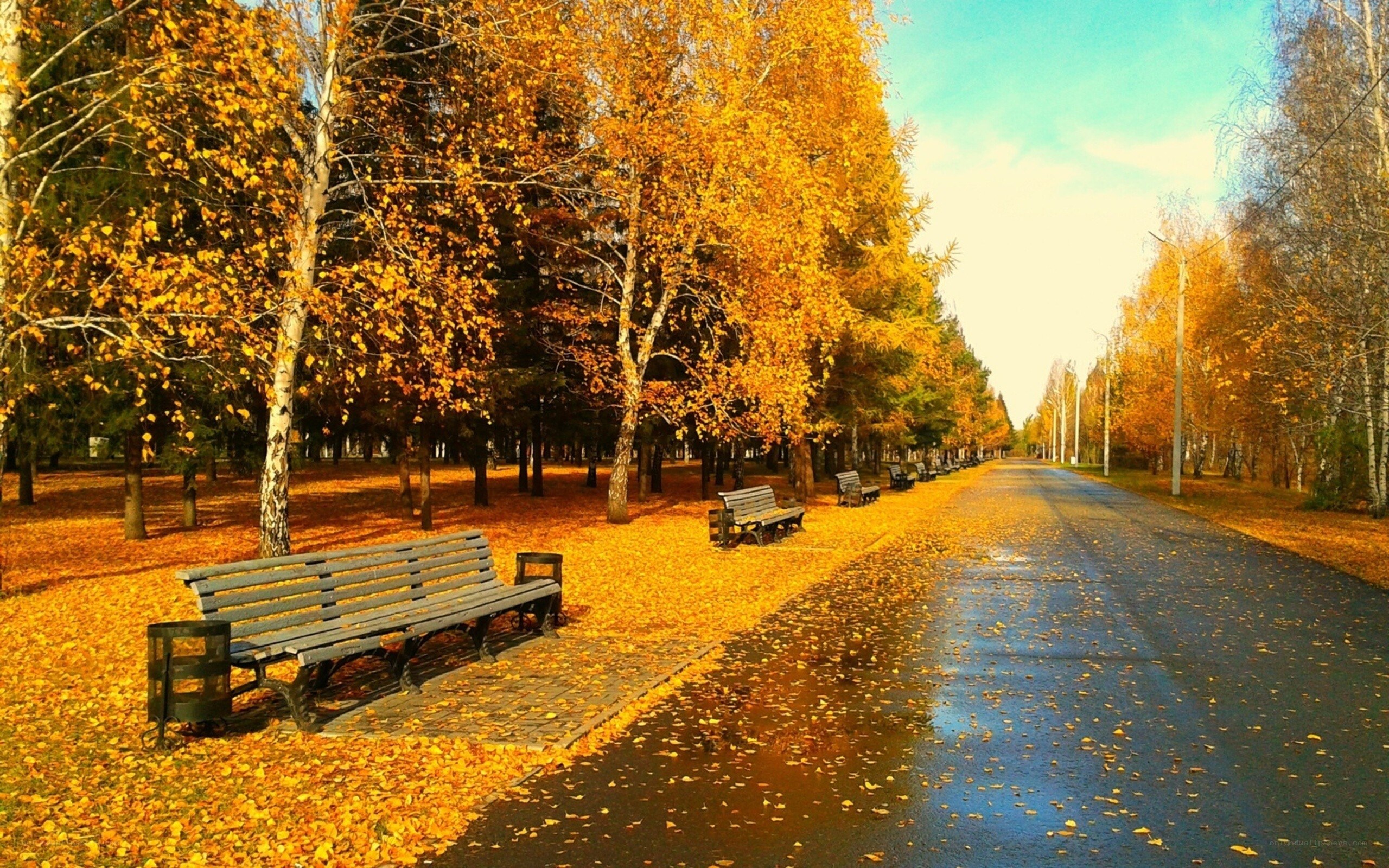 Autumn park with benches