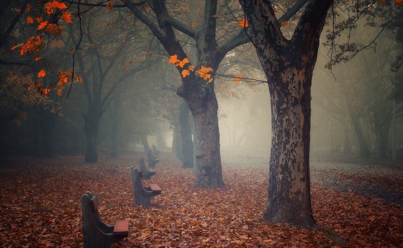 Autumn Park with Benches — Orange, Serene, Photograph, Trees, Leaves