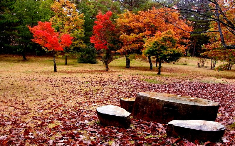 Autumn Park with Benches — Red, Serene, Photograph