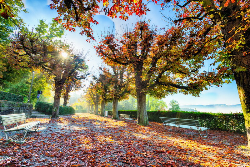 Autumn Park with Benches — Red, Serene