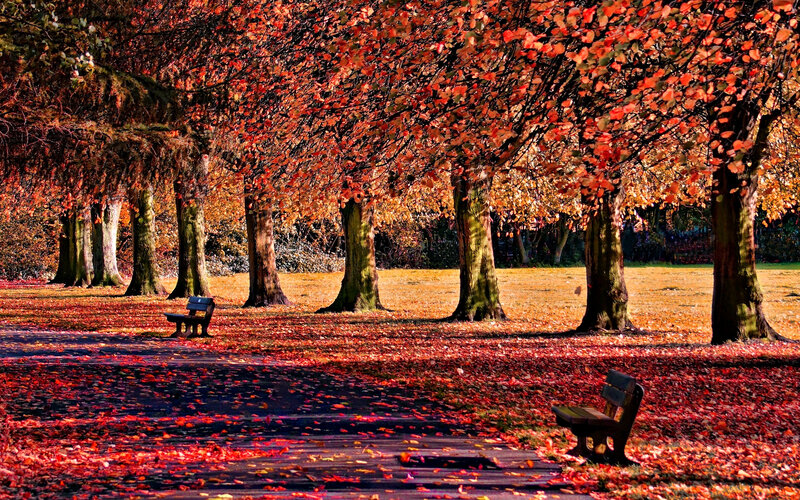 Autumn Park with Benches — Red