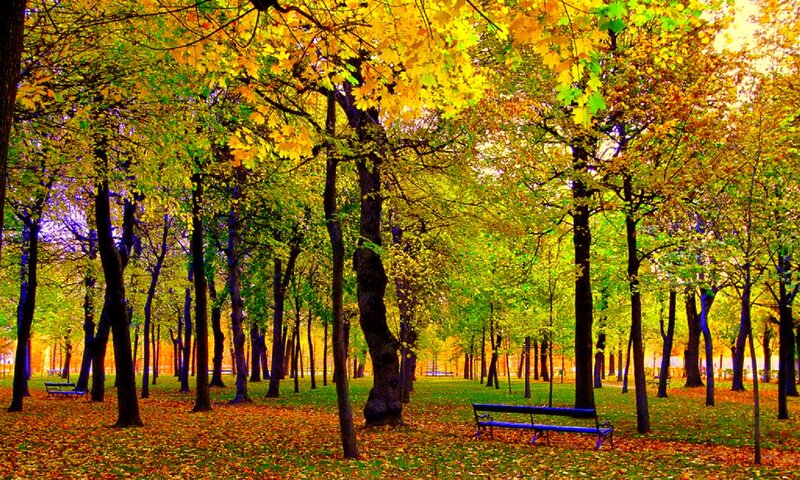 Autumn Park with Benches — Yellow