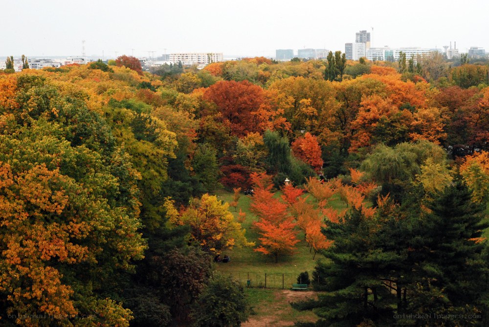 Autumn park with city view