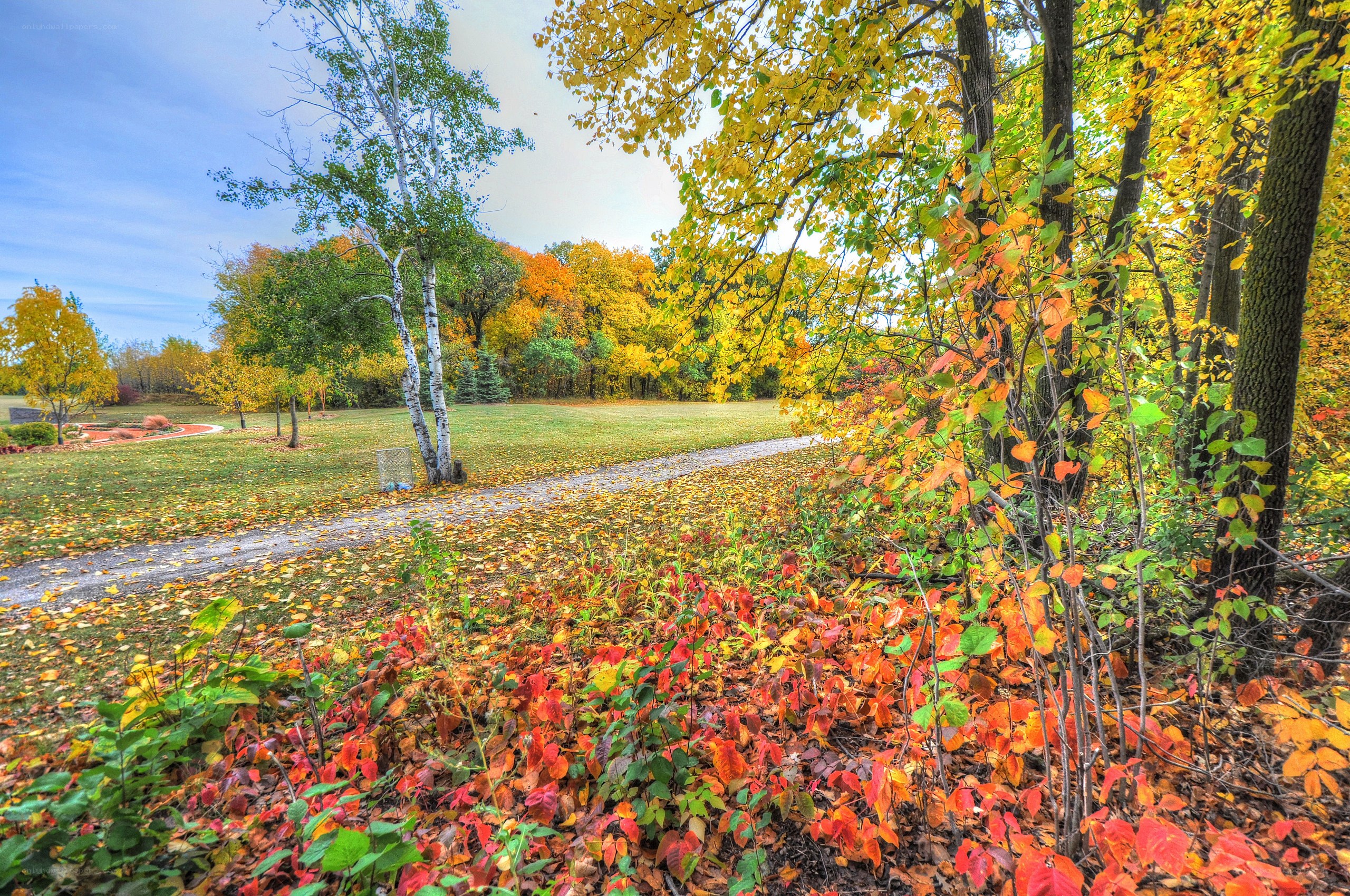 Autumn park with colorful foliage