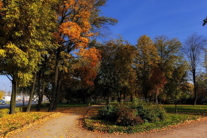 Autumn park with colorful trees