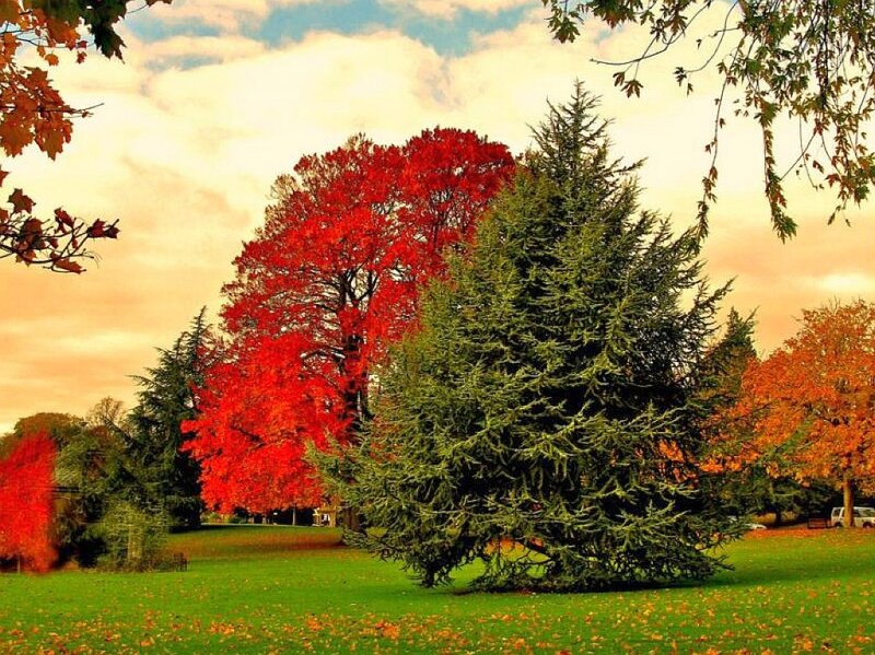 Autumn park with colorful trees