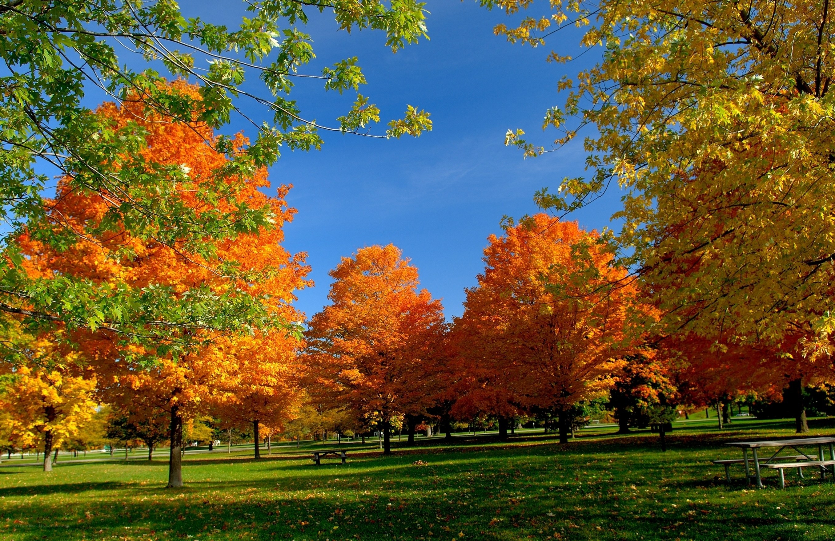 Autumn park with colorful trees