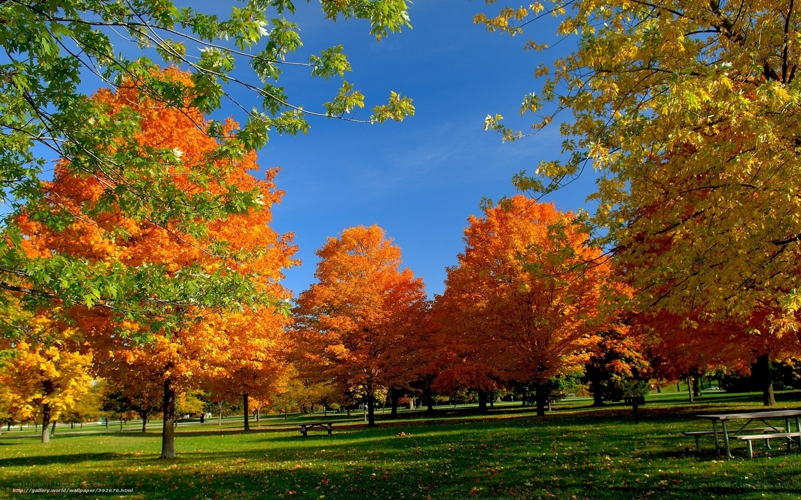 Autumn park with colorful trees