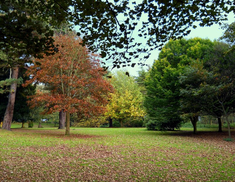Autumn park with colorful trees