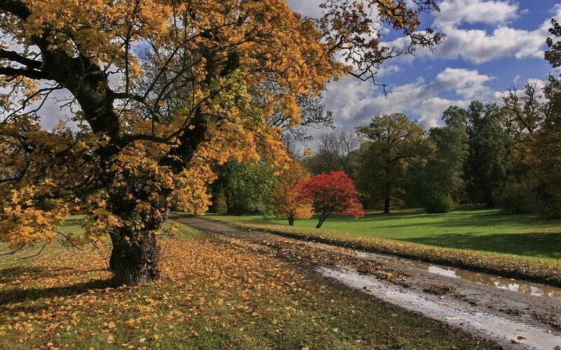 Autumn park with colorful trees