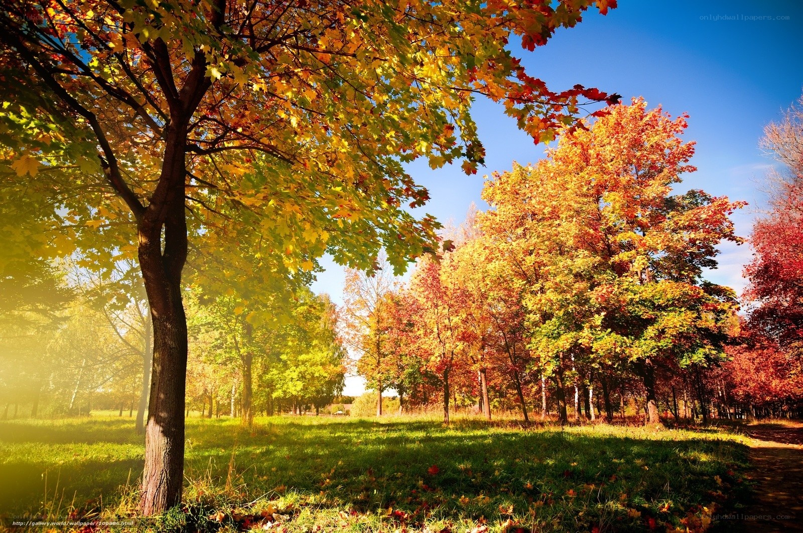 Autumn park with colorful trees
