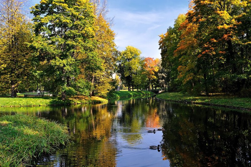 Autumn park with ducks