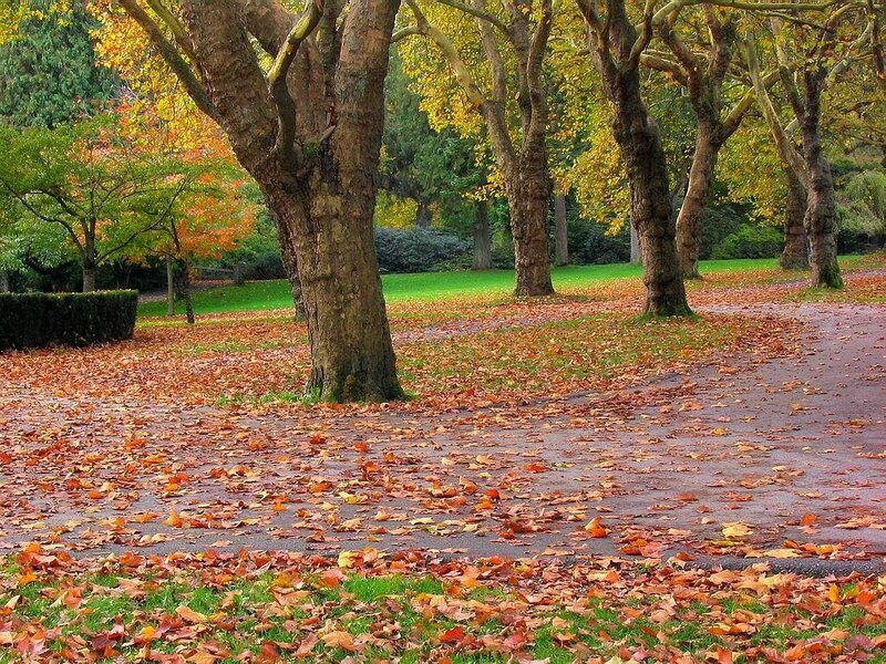 Autumn park with fallen leaves