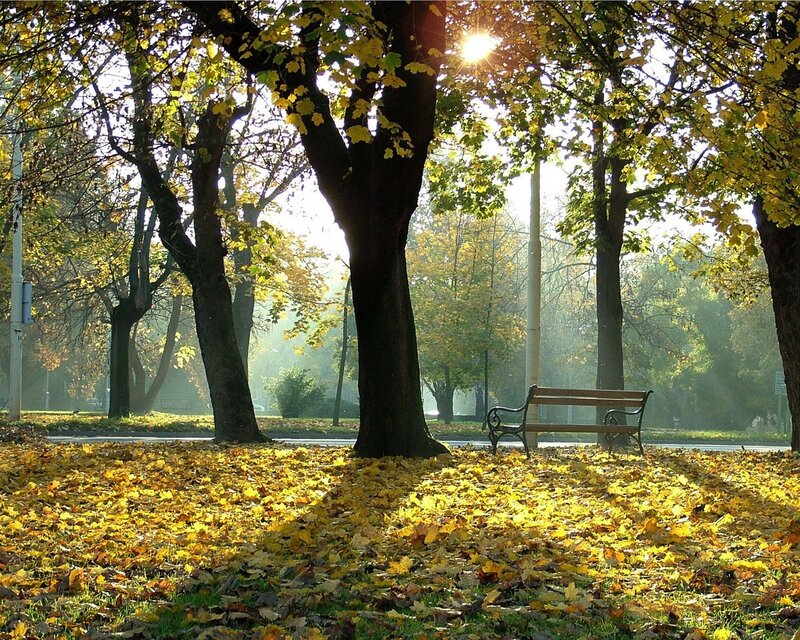 Autumn park with fallen leaves
