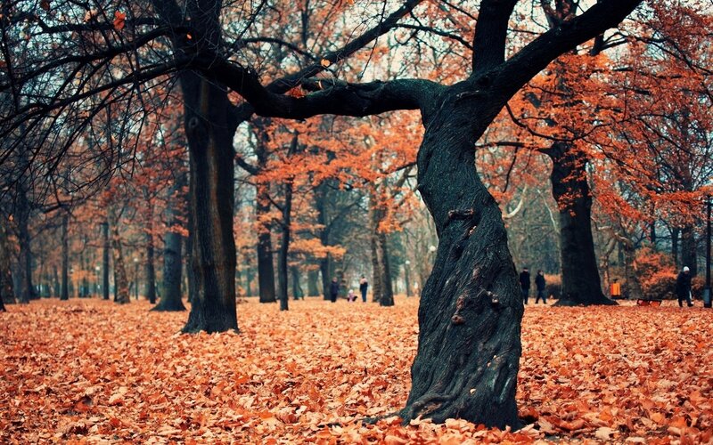 Autumn park with fallen leaves