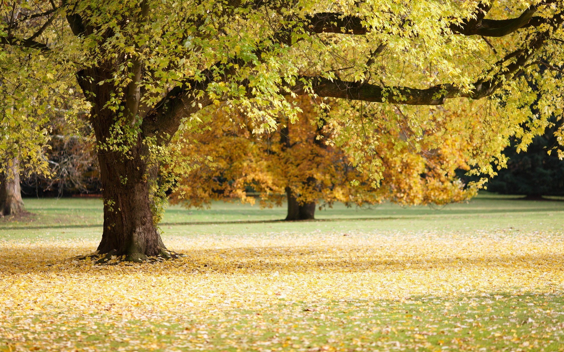 Autumn park with fallen leaves