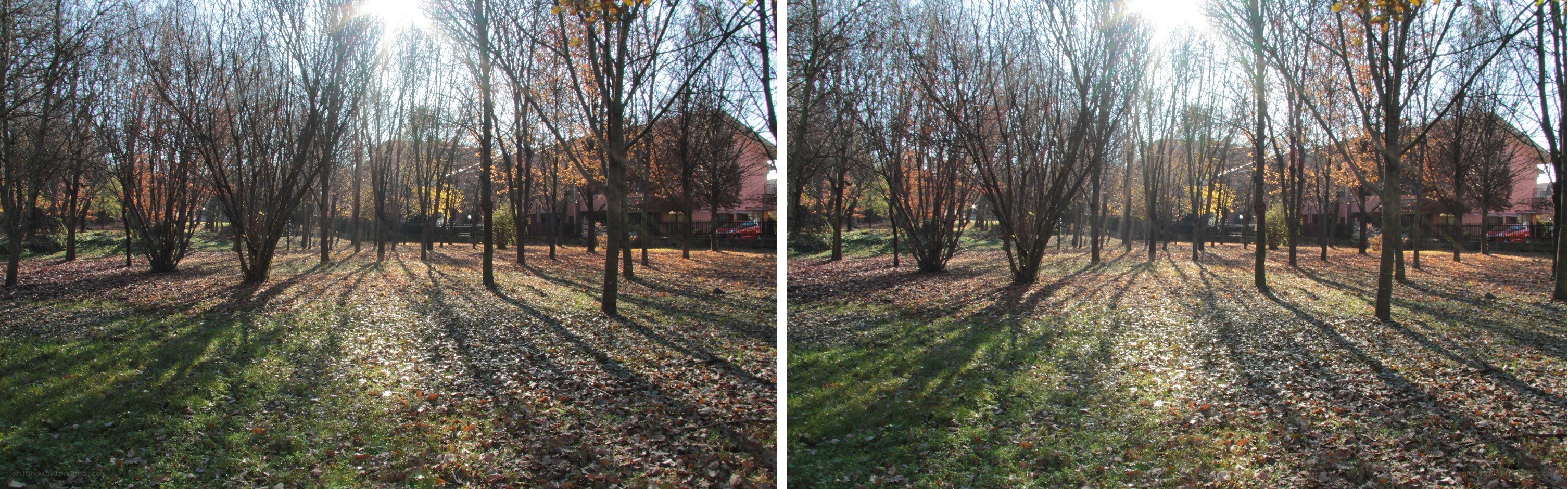 Autumn park with fallen leaves