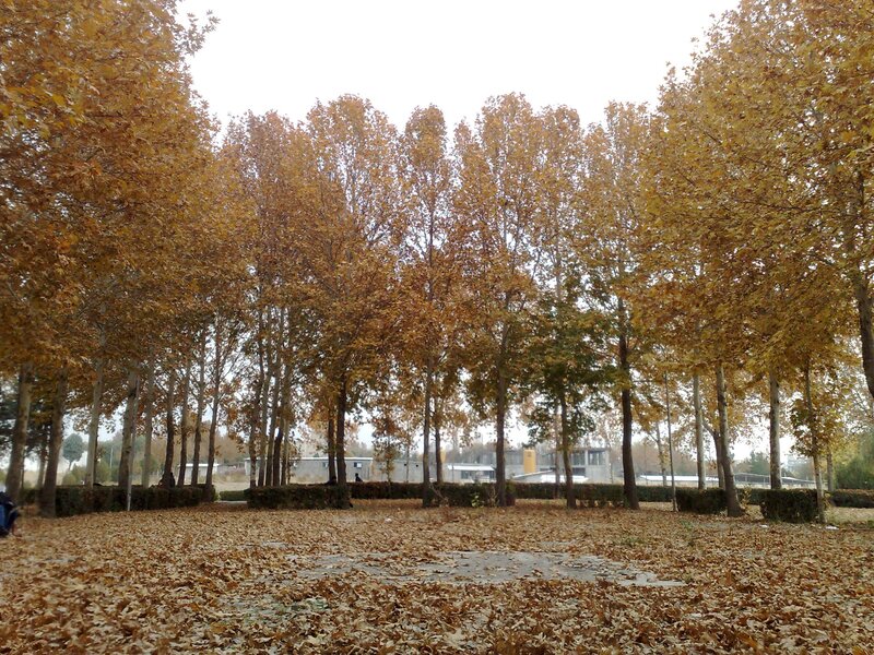 Autumn park with fallen leaves