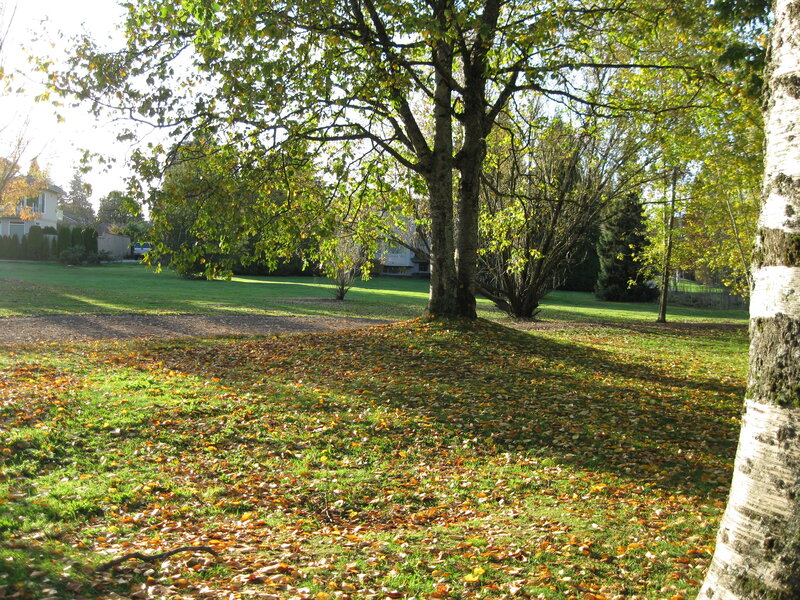 Autumn park with fallen leaves