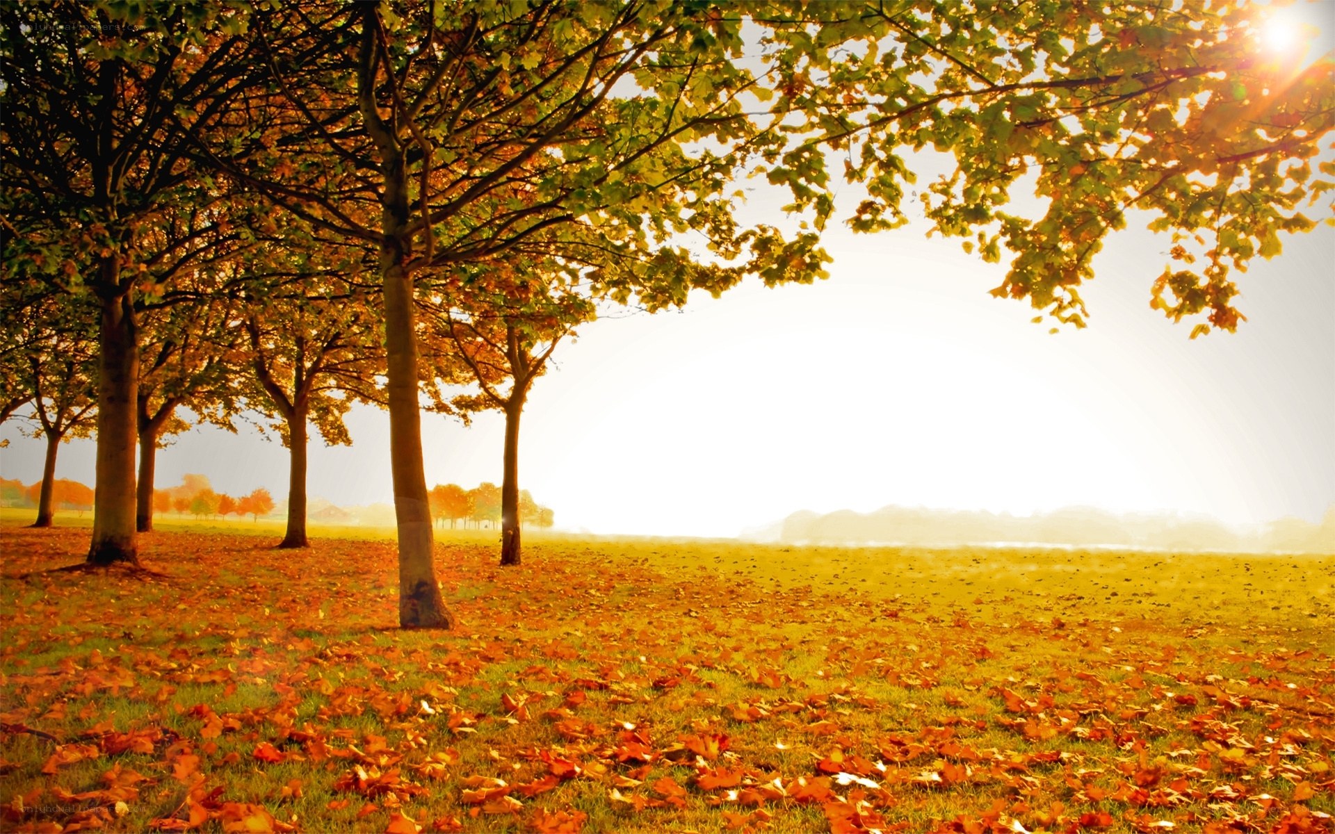 Autumn park with fallen leaves