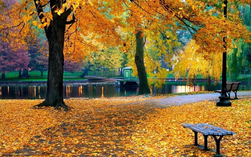 Autumn park with fallen leaves