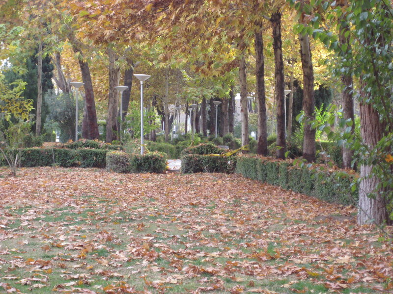 Autumn Park with Fallen Leaves — Brown
