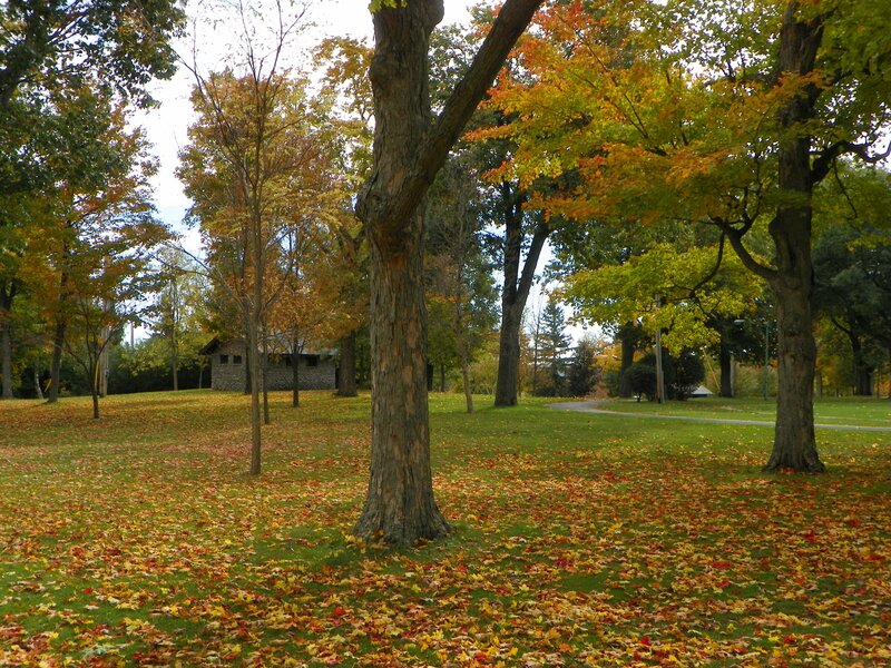 Autumn Park with Fallen Leaves — Green, Serene, Photograph, Trees, Grass