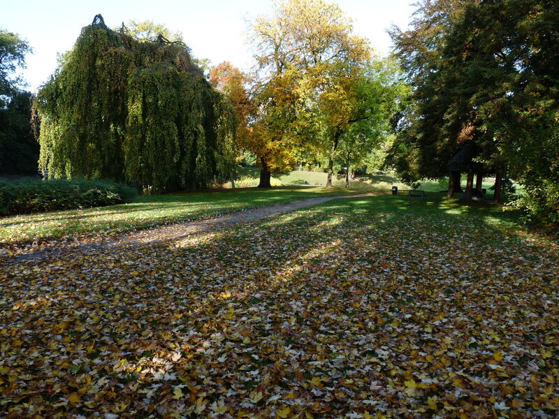 Autumn Park with Fallen Leaves — Green, Serene, Photograph, Trees, Path, Bench