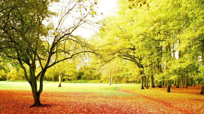 Autumn Park with Fallen Leaves — Green, Serene, Photograph, Trees, Path