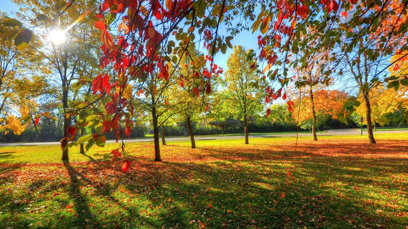 Autumn Park with Fallen Leaves — Green, Serene, Photograph, Trees