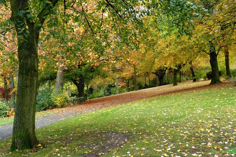 Autumn Park with Fallen Leaves — Green, Serene
