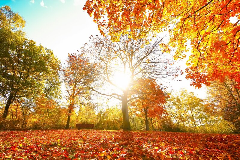 Autumn Park with Fallen Leaves — Orange, Serene, Photograph, Trees, Bench