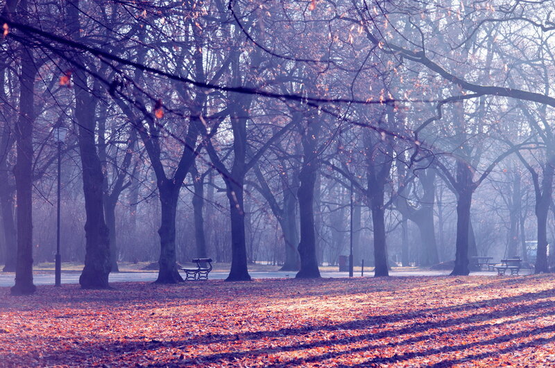 Autumn Park with Fallen Leaves — Orange, Serene, Photograph, Trees, Benches